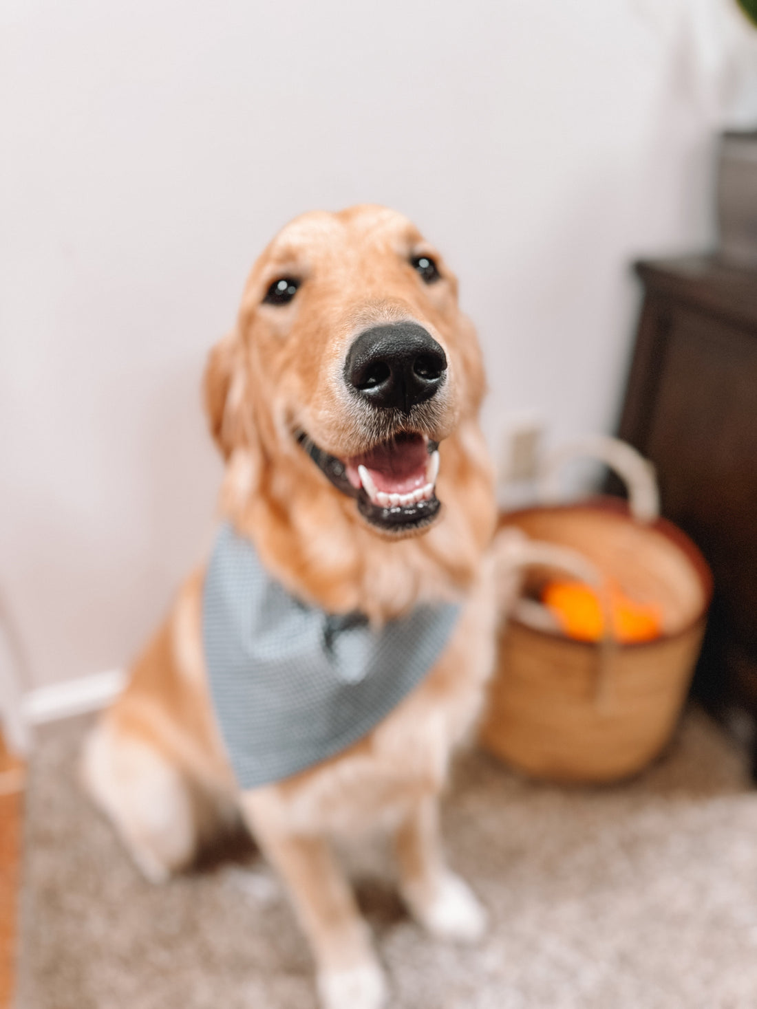 Golden retriever wearing a coastal dog bandana